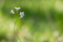 Kwiecień – miesiąc (nie tylko) żartów i prastarych wierzeń