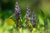 Kwiecień – miesiąc (nie tylko) żartów i prastarych wierzeń