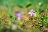Kwiecień – miesiąc (nie tylko) żartów i prastarych wierzeń