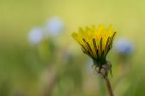 Kwiecień – miesiąc (nie tylko) żartów i prastarych wierzeń