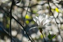 Kwiecień – miesiąc (nie tylko) żartów i prastarych wierzeń