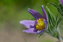 Kwiecień – miesiąc (nie tylko) żartów i prastarych wierzeń