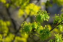 Kwiecień – miesiąc (nie tylko) żartów i prastarych wierzeń