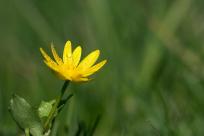 Kwiecień – miesiąc (nie tylko) żartów i prastarych wierzeń