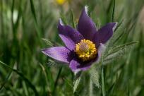 Kwiecień – miesiąc (nie tylko) żartów i prastarych wierzeń