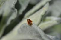 Kwiecień – miesiąc (nie tylko) żartów i prastarych wierzeń