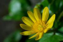 Kwiecień – miesiąc (nie tylko) żartów i prastarych wierzeń