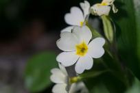 Kwiecień – miesiąc (nie tylko) żartów i prastarych wierzeń