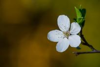 Kwiecień – miesiąc (nie tylko) żartów i prastarych wierzeń