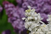 Kwiecień – miesiąc (nie tylko) żartów i prastarych wierzeń