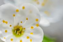 Kwiecień – miesiąc (nie tylko) żartów i prastarych wierzeń