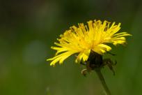 Kwiecień – miesiąc (nie tylko) żartów i prastarych wierzeń