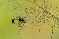 Oko w oko z widzeniem: Niezwykły świat percepcji i obrazu