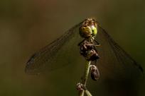 Oko w oko z widzeniem: Niezwykły świat percepcji i obrazu