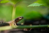 Oko w oko z widzeniem: Niezwykły świat percepcji i obrazu