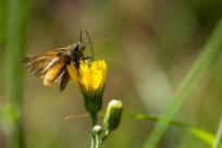 Oko w oko z widzeniem: Niezwykły świat percepcji i obrazu
