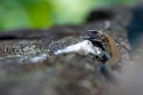 Oko w oko z widzeniem: Niezwykły świat percepcji i obrazu