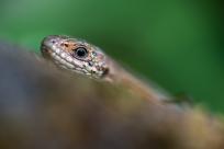 Oko w oko z widzeniem: Niezwykły świat percepcji i obrazu