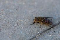 Oko w oko z widzeniem: Niezwykły świat percepcji i obrazu