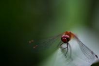 Oko w oko z widzeniem: Niezwykły świat percepcji i obrazu