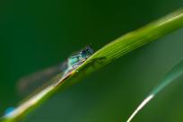 Oko w oko z widzeniem: Niezwykły świat percepcji i obrazu