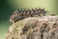 Motyle: królestwo skrzydeł, rola w przyrodzie i fotograficzne wyzwania