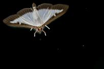 Motyle: królestwo skrzydeł, rola w przyrodzie i fotograficzne wyzwania