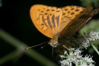 Motyle: królestwo skrzydeł, rola w przyrodzie i fotograficzne wyzwania