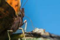 Motyle: królestwo skrzydeł, rola w przyrodzie i fotograficzne wyzwania