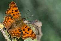 Motyle: królestwo skrzydeł, rola w przyrodzie i fotograficzne wyzwania