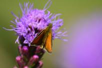 Motyle: królestwo skrzydeł, rola w przyrodzie i fotograficzne wyzwania