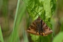 Motyle: królestwo skrzydeł, rola w przyrodzie i fotograficzne wyzwania