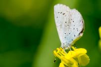 Motyle: królestwo skrzydeł, rola w przyrodzie i fotograficzne wyzwania