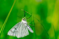 Motyle: królestwo skrzydeł, rola w przyrodzie i fotograficzne wyzwania