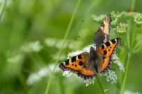 Motyle: królestwo skrzydeł, rola w przyrodzie i fotograficzne wyzwania