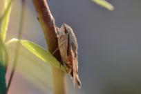 Motyle: królestwo skrzydeł, rola w przyrodzie i fotograficzne wyzwania