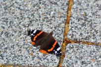 Motyle: królestwo skrzydeł, rola w przyrodzie i fotograficzne wyzwania