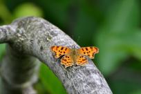 Motyle: królestwo skrzydeł, rola w przyrodzie i fotograficzne wyzwania