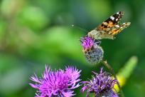 Motyle: królestwo skrzydeł, rola w przyrodzie i fotograficzne wyzwania