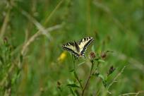 Motyle: królestwo skrzydeł, rola w przyrodzie i fotograficzne wyzwania