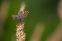 Motyle: królestwo skrzydeł, rola w przyrodzie i fotograficzne wyzwania