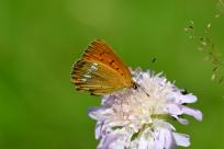 Motyle: królestwo skrzydeł, rola w przyrodzie i fotograficzne wyzwania