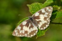 Motyle: królestwo skrzydeł, rola w przyrodzie i fotograficzne wyzwania