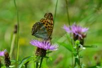 Motyle: królestwo skrzydeł, rola w przyrodzie i fotograficzne wyzwania