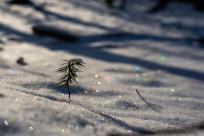 Królestwo zimy: fenomen śniegu i zmieniający się klimat Bielska-Białej