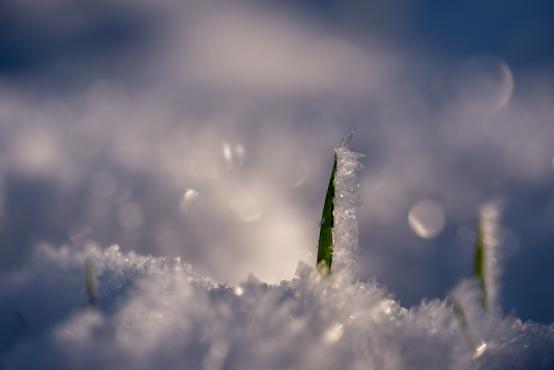 Coraz rzadsze zjawisko atmosferyczne: śnieg