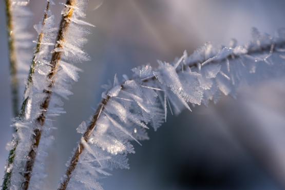 Coraz rzadsze zjawisko atmosferyczne: śnieg