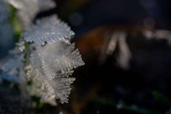 Coraz rzadsze zjawisko atmosferyczne: śnieg