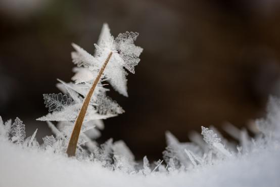 Coraz rzadsze zjawisko atmosferyczne: śnieg