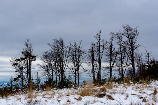 Coraz rzadsze zjawisko atmosferyczne: śnieg